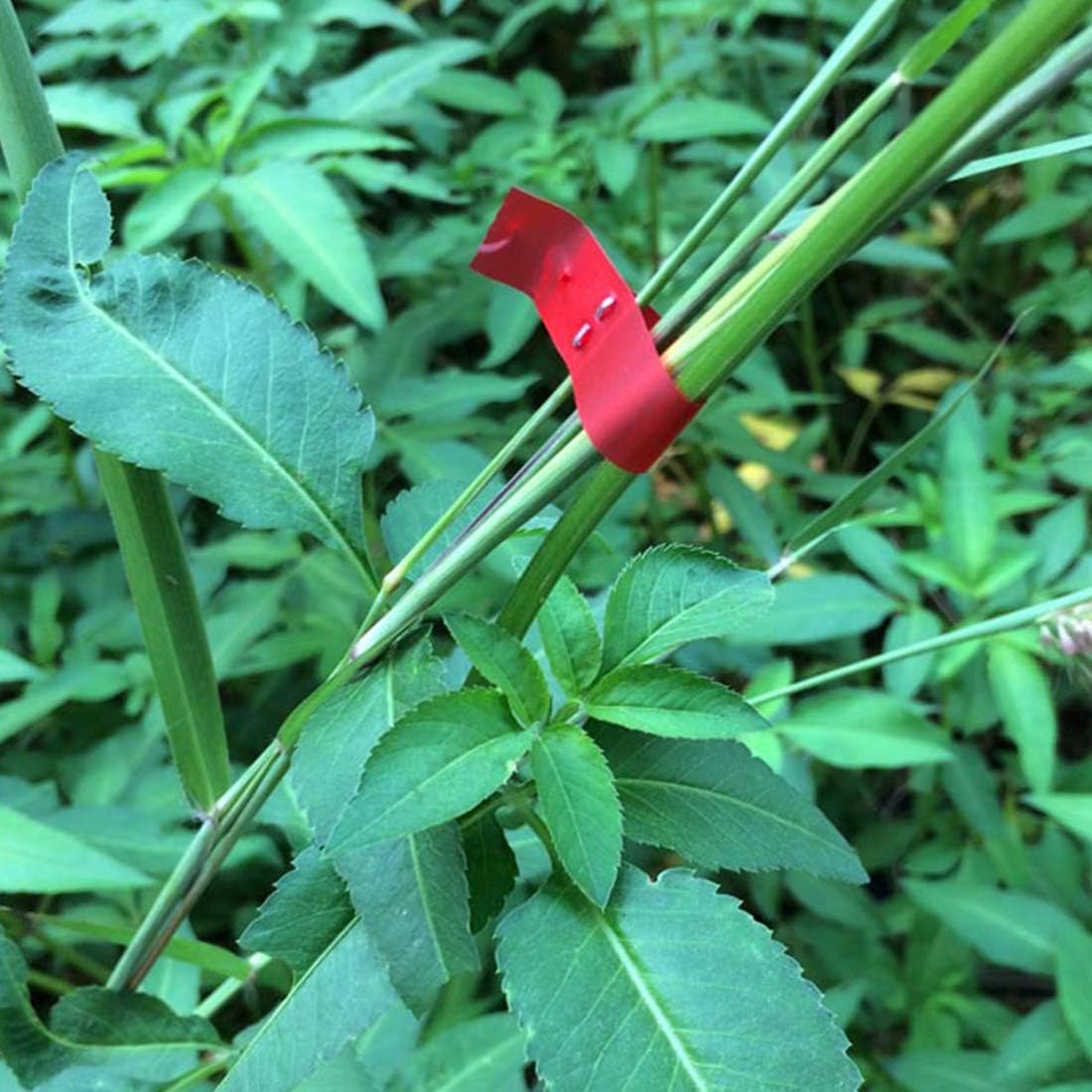 Такер - Машинка за връзване на лози, домати