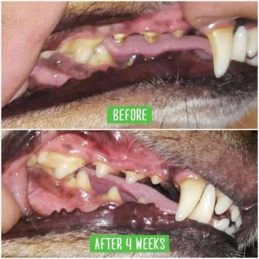 Кучешка четка за зъби – Предотвратява стоматологични проблеми - Oferti4ka.com